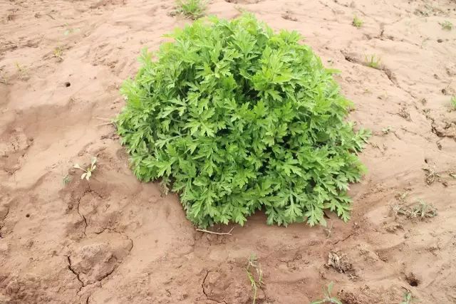 云臺(tái)冰菊生長(zhǎng)過程之—初始篇