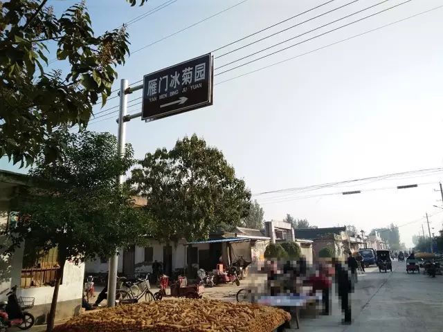 如何找到云臺冰菊？怎樣找到云臺冰菊？